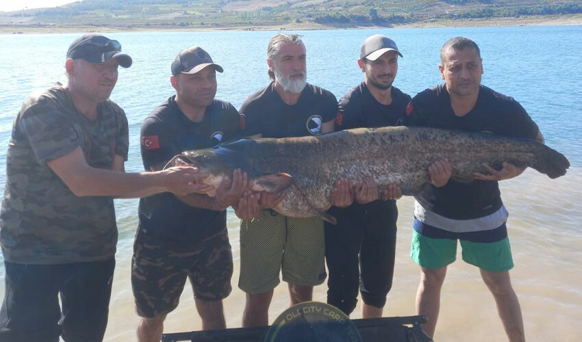 Bilecik'te yakalanan balık herkesi şaşkına çevirdi! Tam 48 kilo