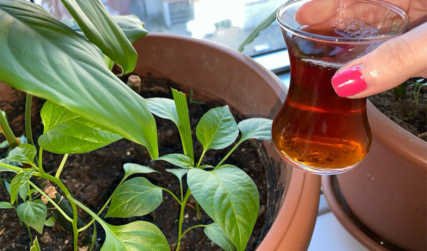 Namı çiçek coşturan! Bir bardak dökmek yetiyor, odayı adeta Amazon ormanlarına çeviriyor