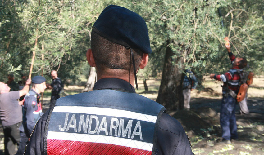 Zeytin hırsızlarına göz açtırmadılar! Jandarmalar 24 saat nöbette Zeytin hırsızlarına göz açtırmadılar! Jandarmalar 24 saat nöbette
