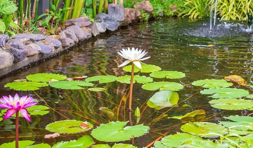 Kurbağa nerede? Jilet gibi keskin gözü olanlar 8 saniyede buluyor