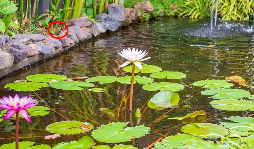 Kurbağa nerede? Jilet gibi keskin gözü olanlar 8 saniyede buluyor