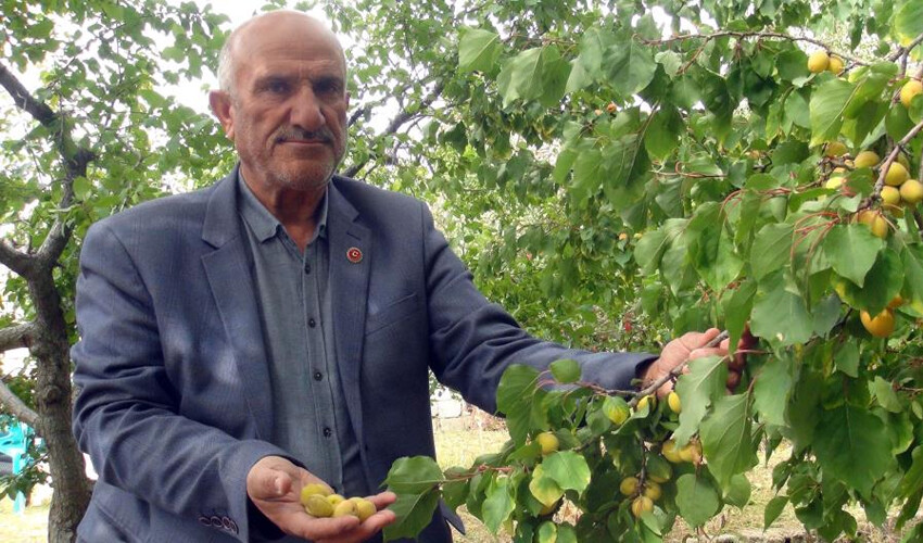 Ağaçlar yaprak dökerken meyve verdi: Köylü 'Allah'ın hikmeti' dedi! Yazın yetişiyordu, sonbaharda hasat heyecanı başladı Ağaçlar yaprak dökerken meyve verdi: Köylü 'Allah'ın hikmeti' dedi! Yazın yetişiyordu, sonbaharda hasat heyecanı başladı