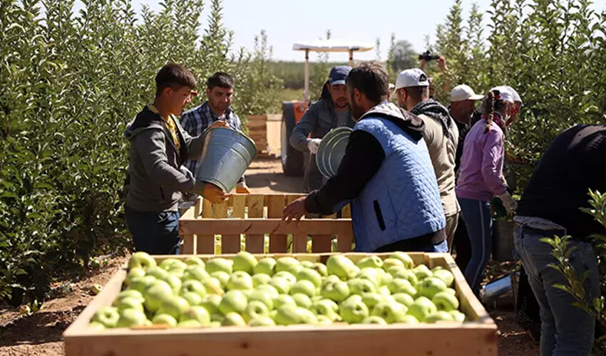 Kalitesi ve aromasıyla öne çıkıyor.. 100 bin ton yetiştiriliyor: Dünyaya ihraç ediliyor Kalitesi ve aromasıyla öne çıkıyor.. 100 bin ton yetiştiriliyor: Dünyaya ihraç ediliyor
