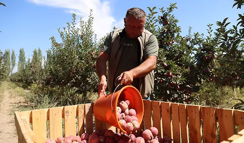 Kalitesi ve aromasıyla öne çıkıyor.. 100 bin ton yetiştiriliyor: Dünyaya ihraç ediliyor Kalitesi ve aromasıyla öne çıkıyor.. 100 bin ton yetiştiriliyor: Dünyaya ihraç ediliyor