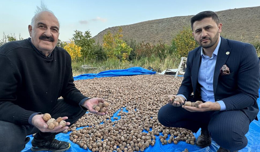 Beyin sağlığını koruyor, hafızayı güçlendiriyor! Sınırda hasat başladı: Çiftçi üründen memnun Beyin sağlığını koruyor, hafızayı güçlendiriyor! Sınırda hasat başladı: Çiftçi üründen memnun