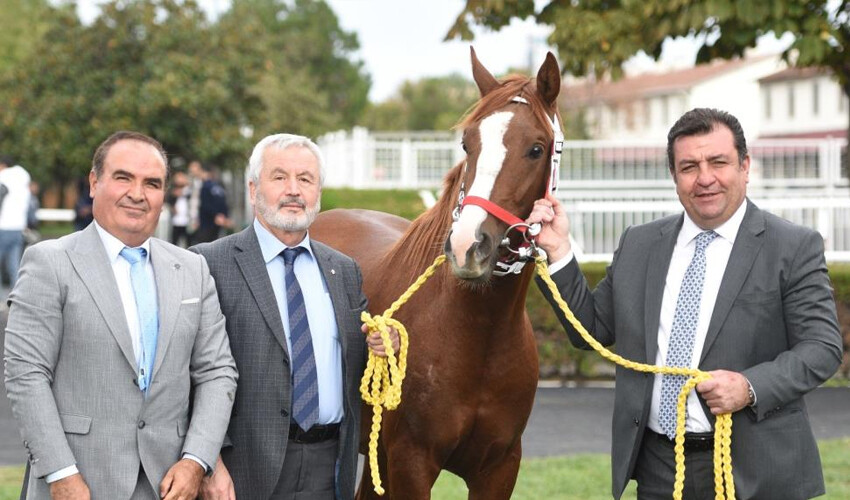Hem evcil hem vahşi: Safkan Arap tayı için ödenen bedel dudak uçuklattı