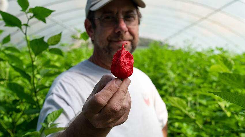 ABD'li çiftçi, dünyanın en acı biberini yetiştirdi