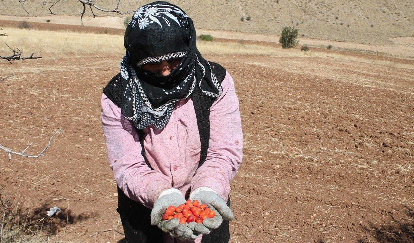 Öksürüğe birebir etki ediyor! Adeta bin derde deva diyorlar... Bayburt'ta zorlu mesaisi başladı, kadınlar eldivenle topluyor