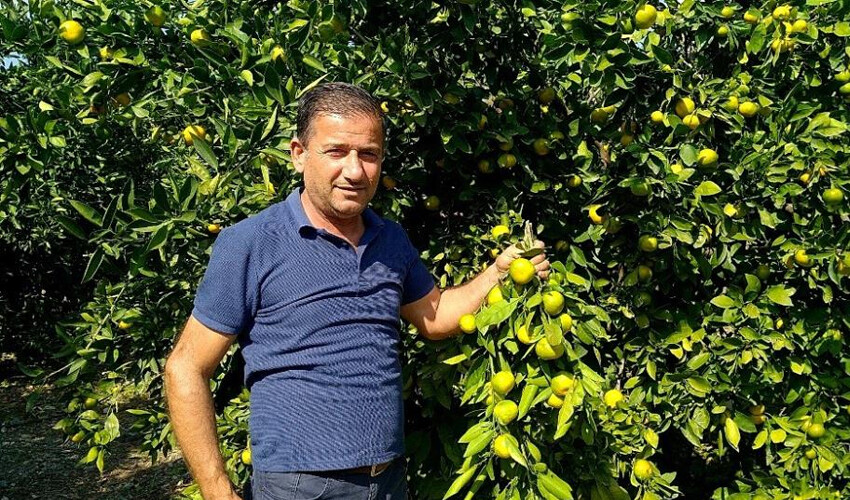Narenciye bu yıl ağaçta kaldı! Toplayacak işçi bulamıyorlar: Tarlada 5 TL'ye satılıyor