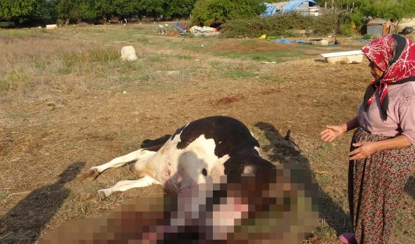 Sokak köpekleri 100 bin liralık ineği parçaladı! Ailenin tek geçim kaynağıydı: 2 aylık buzağısı öksüz kaldı Sokak köpekleri 100 bin liralık ineği parçaladı! Ailenin tek geçim kaynağıydı: 2 aylık buzağısı öksüz kaldı