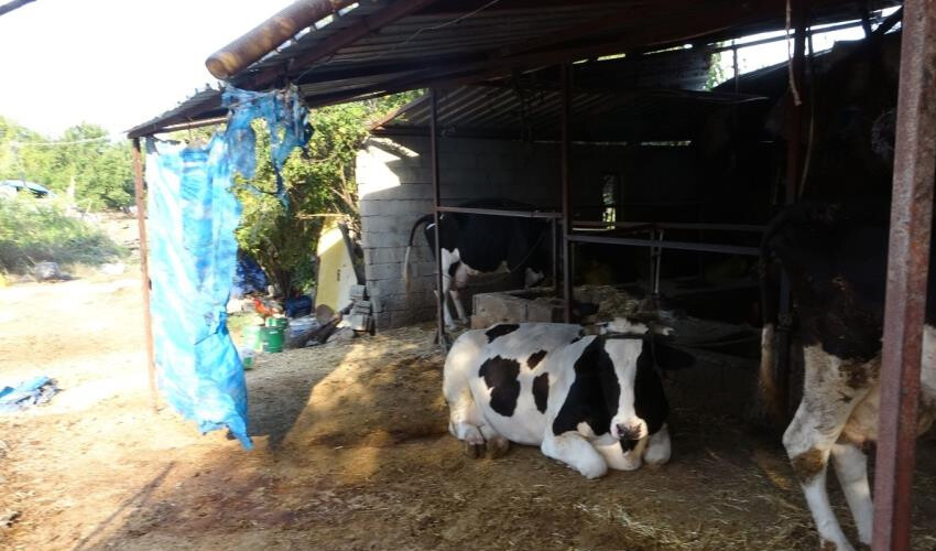 Sokak köpekleri 100 bin liralık ineği parçaladı! Ailenin tek geçim kaynağıydı: 2 aylık buzağısı öksüz kaldı Sokak köpekleri 100 bin liralık ineği parçaladı! Ailenin tek geçim kaynağıydı: 2 aylık buzağısı öksüz kaldı