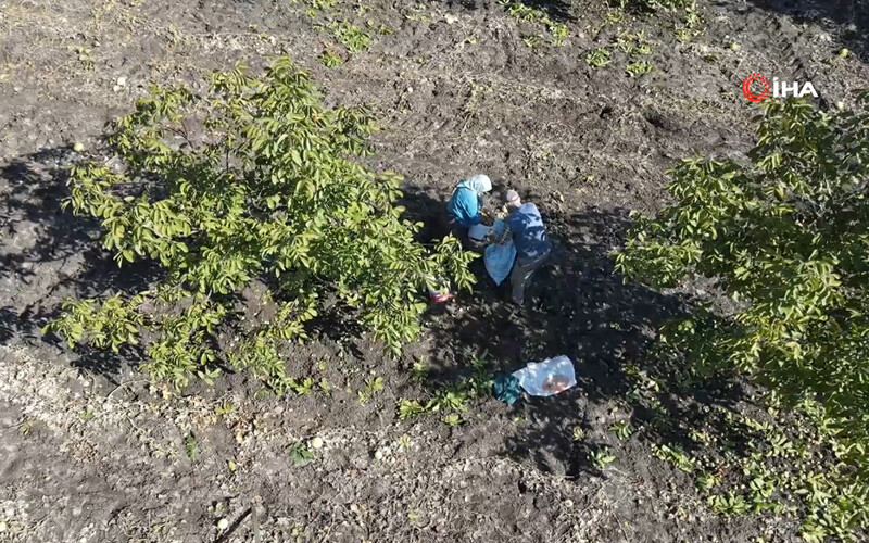 <p>-11 ton civarında bir ürün hasadı yıllık olarak yapılmaktadır. Bandırma genelini düşündüğümüzde de yaklaşık olarak 9 köyde zeytin ağaçlandırması yapılmış yine gelir getirecek kapsamda ve 350 milyon civarında ceviz, zeytin ve kestane gelirimiz köylüler tarafından sağlanmaktadır. Balıkesir genelinde 238 mahallede 1682 hektar sahada 522 bin adet gelir getirici tür ağaçlandırması yapıldı. Bunların içerisinde zeytin ağırlıkta olmak üzere kestane, ceviz, hünnap ve değişik türler bulunmaktadır.</p>