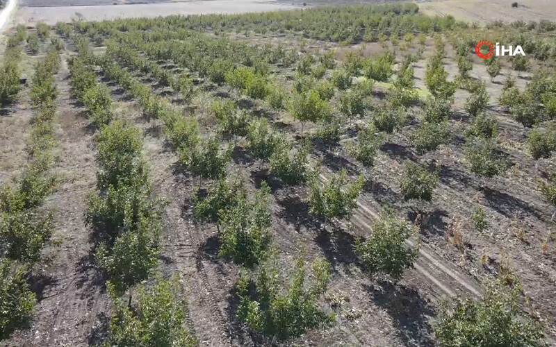 <p>Orman Genel Müdürlüğü'nün Gelir Getirici Tür Ağaçlandırmaları çerçevesinde bulunan ceviz ağaçlarında hasat başladı. Bandırma'da bulunan Yeşilçomlu Mahallesi sakinleri 2017 yılında dikilen 100 dönümlük ceviz ağacından yılda 10/12 ton ürün toplarken, yaklaşık 1 milyon TL de gelir elde etti.</p>