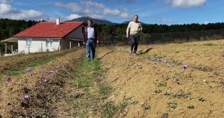Kilo fiyatı otomobille yarışıyor! Kırmızı 'iksir' safranda beklenen oldu, hasadı başladı Kilo fiyatı otomobille yarışıyor! Kırmızı 'iksir' safranda beklenen oldu, hasadı başladı