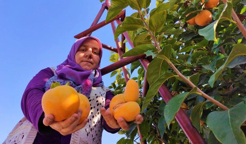 Cennet hurması hasadı başladı: 20 ton ürün bekleniyor: Kurutulunca 10 kat değerleniyor