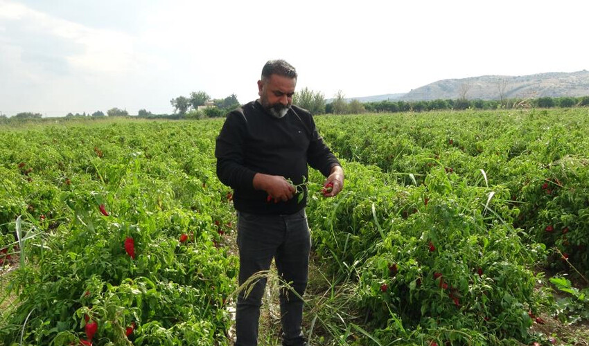 Tarlada 5 markette 40 TL! Çiftçi market fiyatlarına tepkili: 'Biz hariç herkes kazanıyor' Tarlada 5 markette 40 TL! Çiftçi market fiyatlarına tepkili: 'Biz hariç herkes kazanıyor'