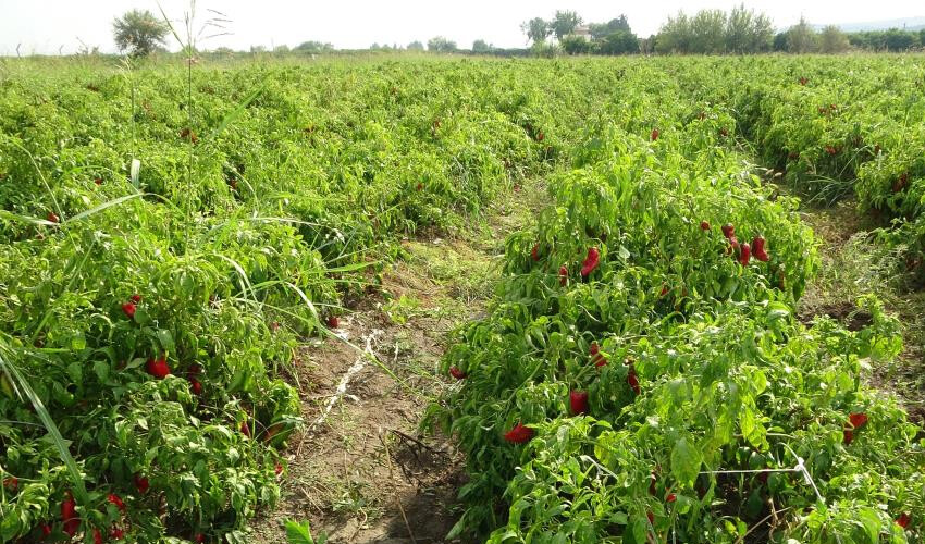 Tarlada 5 markette 40 TL! Çiftçi market fiyatlarına tepkili: 'Biz hariç herkes kazanıyor' Tarlada 5 markette 40 TL! Çiftçi market fiyatlarına tepkili: 'Biz hariç herkes kazanıyor'