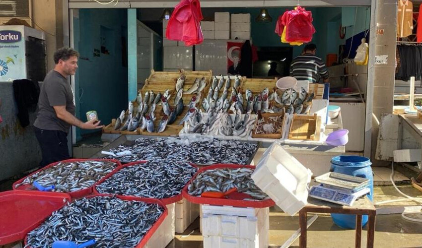 Karadeniz hamsisi tezgahların gözdesi! Bolluk yılı yaşanıyor, fiyatı giderek düşüyor Karadeniz hamsisi tezgahların gözdesi! Bolluk yılı yaşanıyor, fiyatı giderek düşüyor