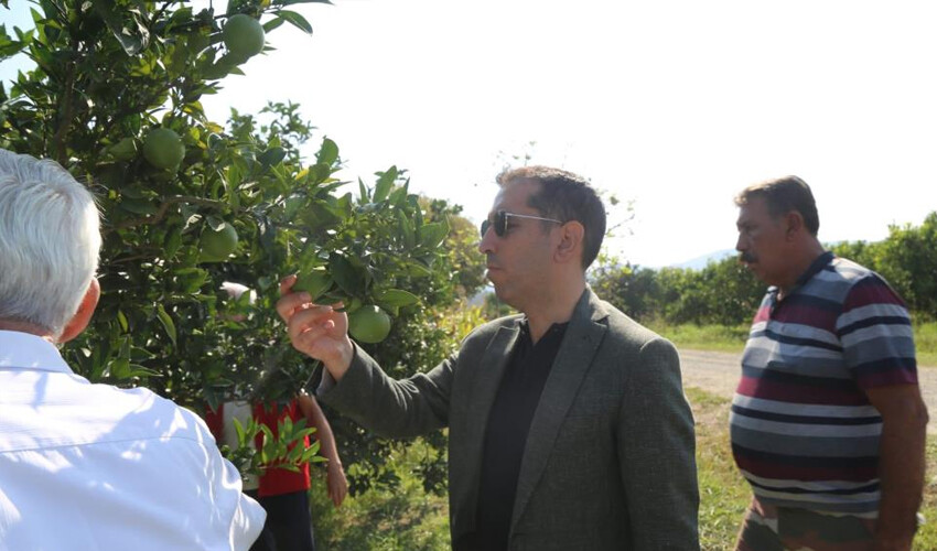 Dünyaca ünlü Ortaca limonunun kıtalar arası yolculuğu başladı: Rekolte beklentisi 100 bin ton Dünyaca ünlü Ortaca limonunun kıtalar arası yolculuğu başladı: Rekolte beklentisi 100 bin ton