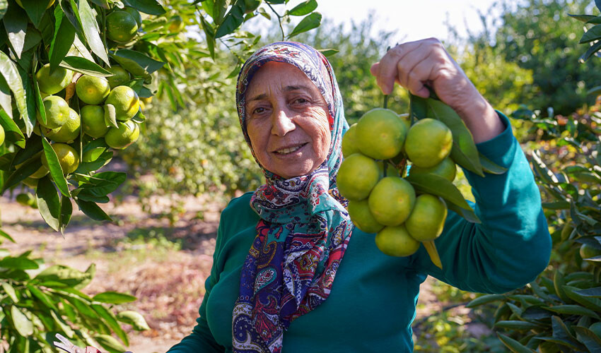 Yeni gözde Satsuma mandalinası! Üreticiyi hasat heyecanı sardı Yeni gözde Satsuma mandalinası! Üreticiyi hasat heyecanı sardı