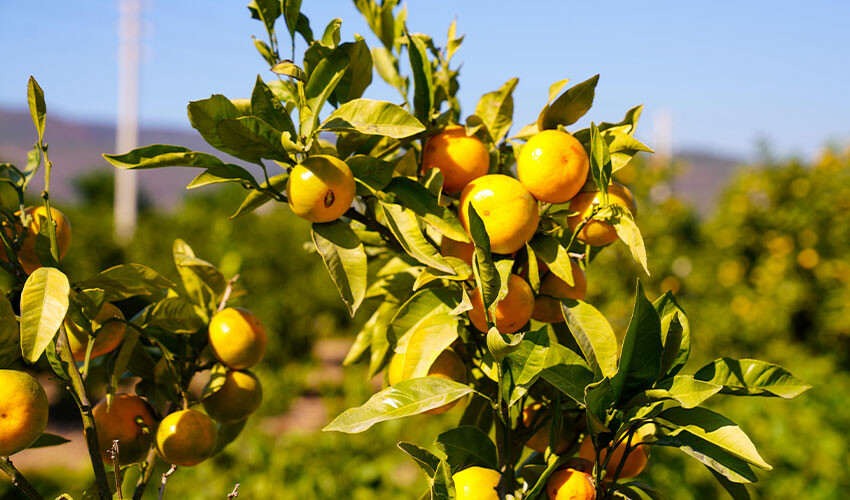 Yeni gözde Satsuma mandalinası! Üreticiyi hasat heyecanı sardı Yeni gözde Satsuma mandalinası! Üreticiyi hasat heyecanı sardı