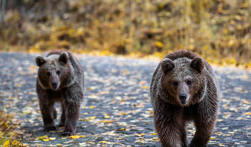 Gelin ve damada ayı şoku! Çekim yaparken kovaladı