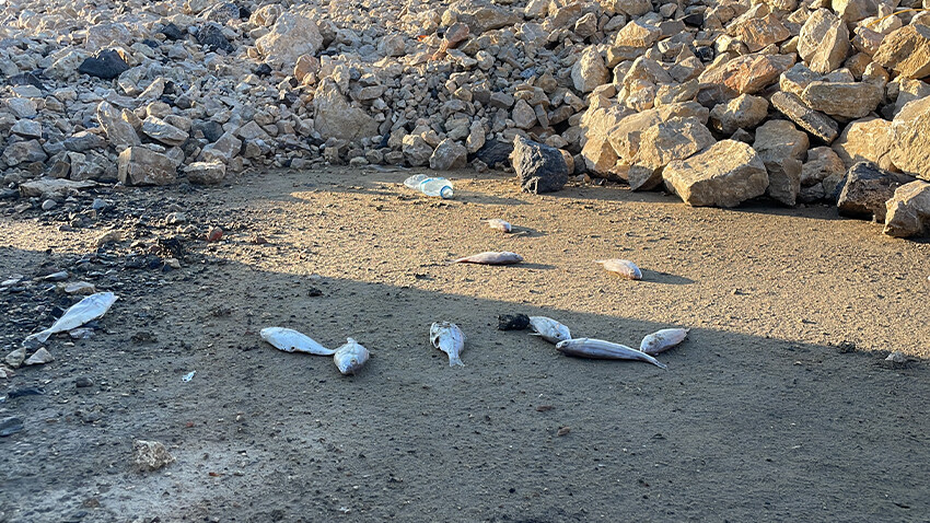 İskenderun'da endişelendiren balık ölümleri! Vatandaş haber verdi, inceleme başlatıldı İskenderun'da endişelendiren balık ölümleri! Vatandaş haber verdi, inceleme başlatıldı