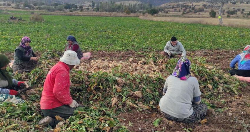 Bozkırda 25 dönüme ekildi, beklenti yaklaşık 200 ton: Şeker pancarında hasat bu yıl yüz güldürecek Bozkırda 25 dönüme ekildi, beklenti yaklaşık 200 ton: Şeker pancarında hasat bu yıl yüz güldürecek