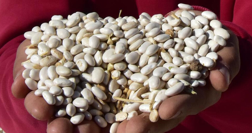 10 bin dekardaki kuru fasulye tarlada kaldı! Yüzde 20 zarar ettiler, mağdur çiftçiler çaresizce bekliyor