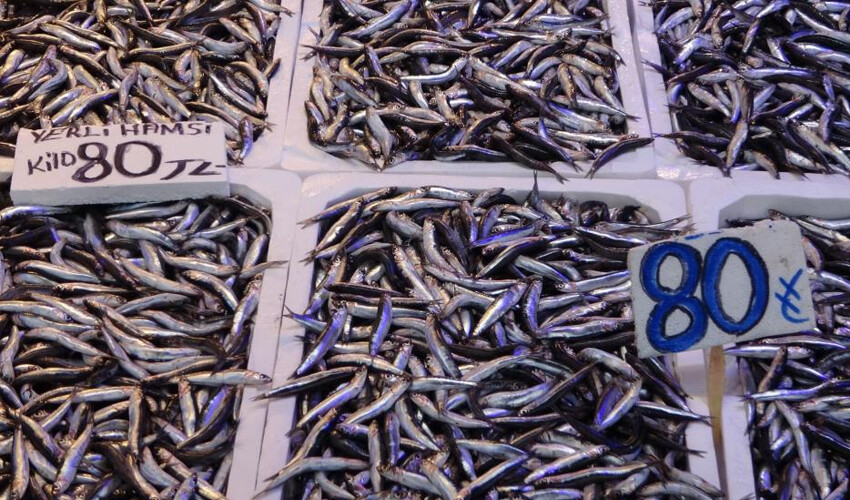 Havaların ısınması balık avını olumsuz etkiledi: Hamsi fiyatları tekrar yükseldi