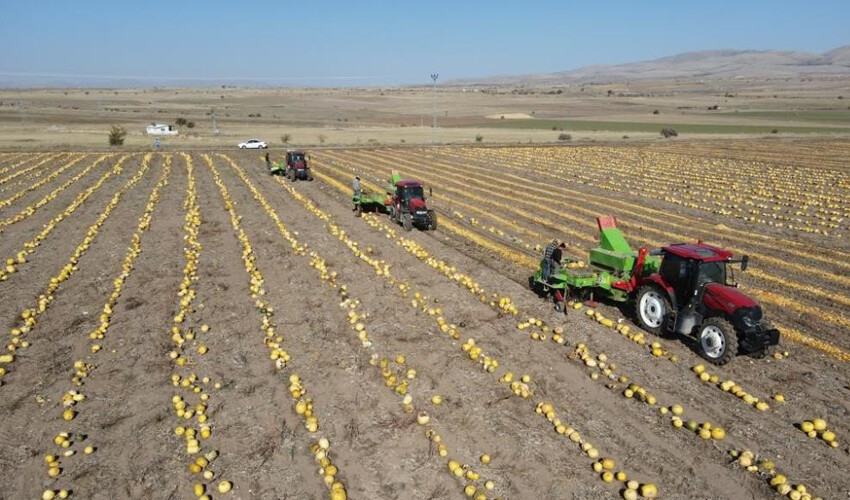 'Sarı altın' olarak bilinen kabak çekirdeği hasadı başladı: Kalitesine göre fiyatı değişiyor