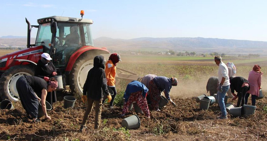Kral ve kraliçelerin gözdesi mor patates bu kez Anadolu'da yetişiyor! Tam bir antioksidan kaynağı, kansere bile iyi geliyor