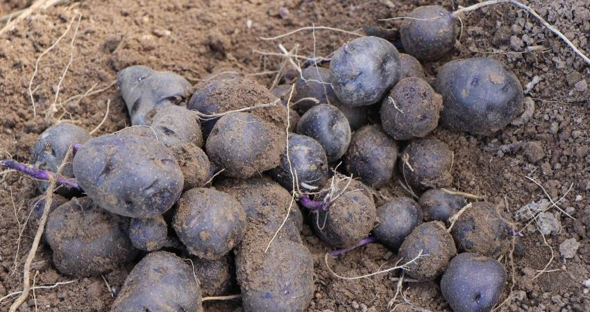 Kral ve kraliçelerin gözdesi mor patates bu kez Anadolu'da yetişiyor! Tam bir antioksidan kaynağı, kansere bile iyi geliyor