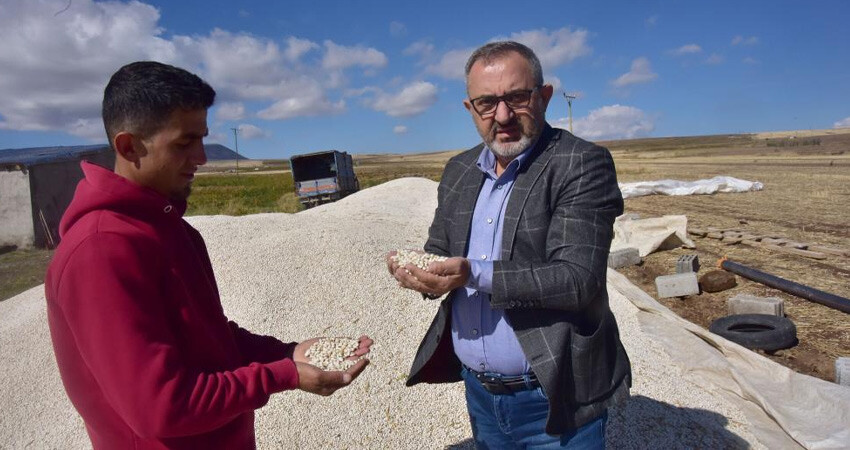 10 bin dekardaki kuru fasulye tarlada kaldı! Yüzde 20 zarar ettiler, mağdur çiftçiler çaresizce bekliyor