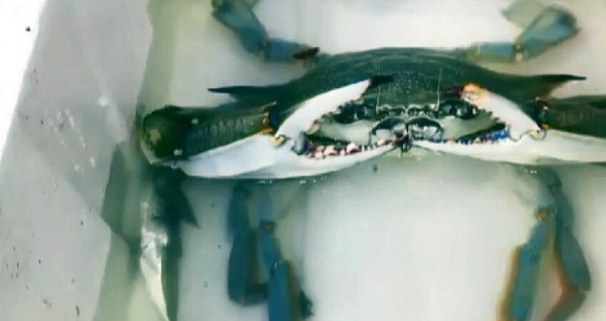 Ege ve Akdenizli balıkçıların korkulu rüyası bu kez Karadeniz'de!  ‘Mavi yengeç’ 1 haftadır Karadeniz’de görülüyor