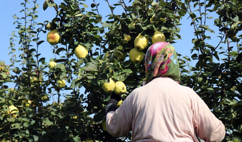 Ayva değil, 'dalların altın sarısı' olarak hitap ediliyor! 13 ülkeye ihraç ediliyor: Çiftçi fiyattan memnun Ayva değil, 'dalların altın sarısı' olarak hitap ediliyor! 13 ülkeye ihraç ediliyor: Çiftçi fiyattan memnun