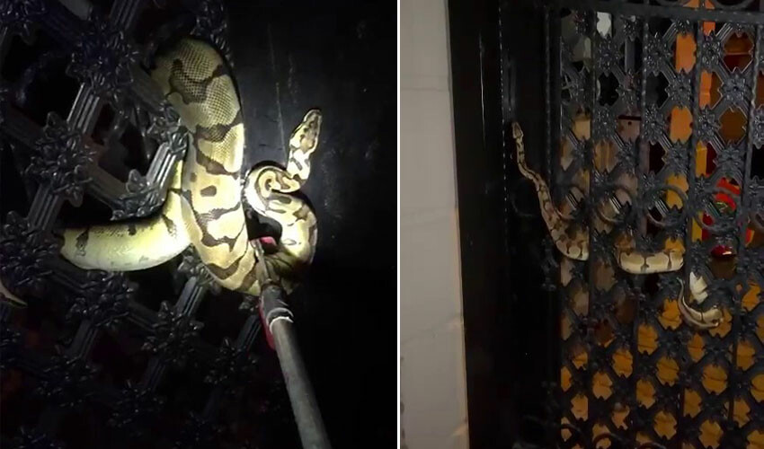 Apartmanda yılan paniği! Dev pitonu görenler korku dolu anlar yaşadı Apartmanda yılan paniği! Dev pitonu görenler korku dolu anlar yaşadı