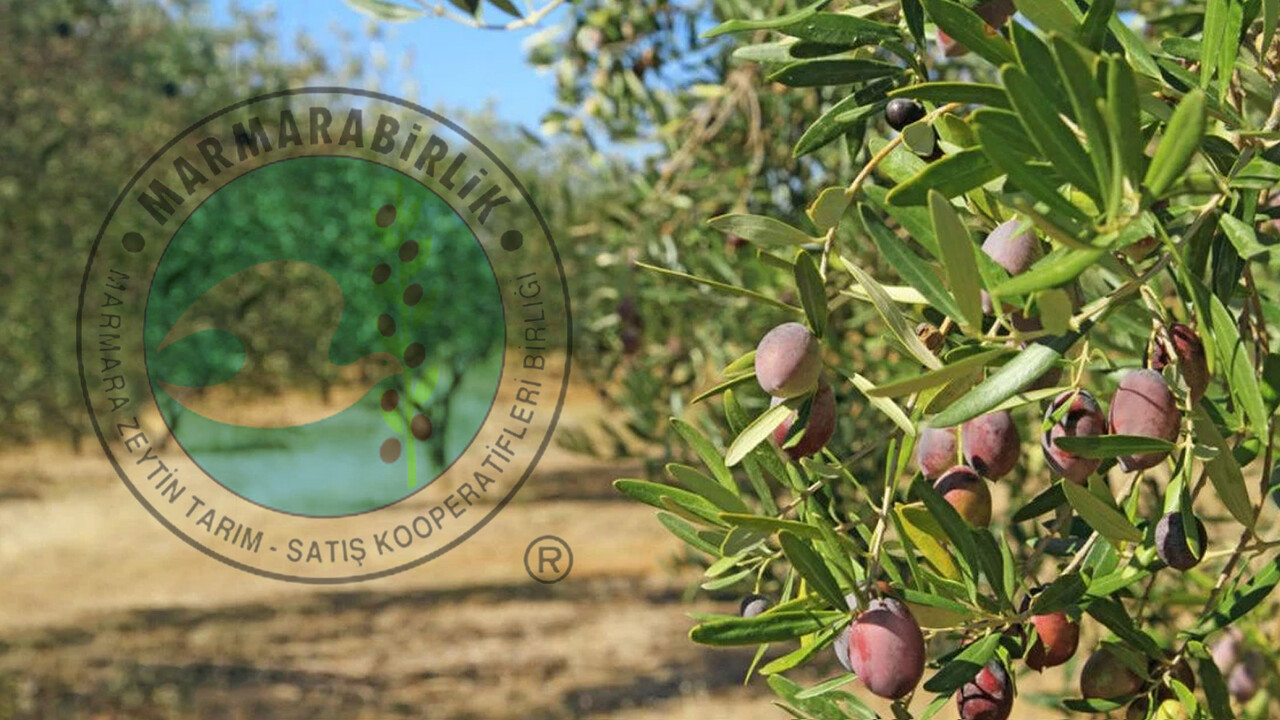 Zeytin taban ve tavan alım fiyatları açıklandı! Sektörün en büyüğü yüzde 142 zam yaptı