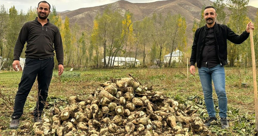 30 yıl aradan sonra ekildi, tonlarca ürün alındı! Şeker pancarı yüz güldürdü