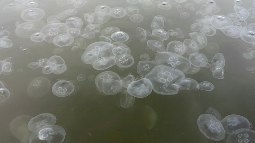 Uzmanı ‘istila değil’ diyerek açıkladı: Denizanası kümelenmelerinin nedeni belli oldu