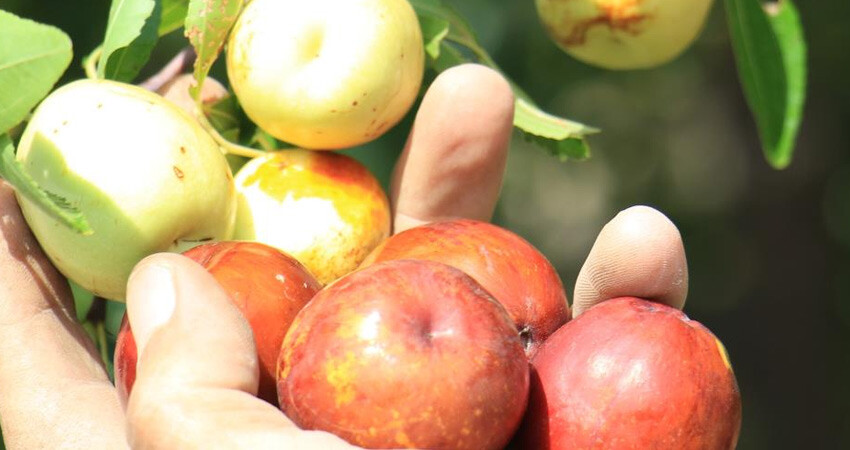 Çit bitkisi olarak dikildi, çiftçiye gelir kapısı oldu! Bir ağaçtan 50 kg ürün alınıyor: Şifa deposu 'Hünnap'ın kilosu 50 TL Çit bitkisi olarak dikildi, çiftçiye gelir kapısı oldu! Bir ağaçtan 50 kg ürün alınıyor: Şifa deposu 'Hünnap'ın kilosu 50 TL