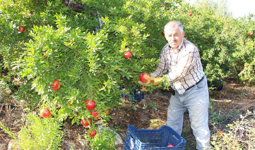 Nar hasadı başladı! Tarla fiyatı 13 TL: Bazı işçiler yevmiyeden memnun değil