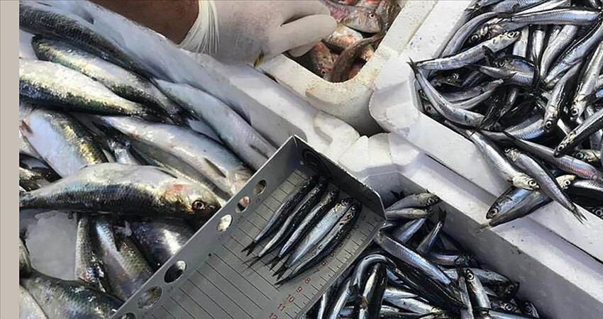 Denetimlerde ele geçirilen su ürünlerine ne yapılıyor? Bakan Yumaklı açıkladı: 'Yardım kuruluşlarına bağışlanıyor'