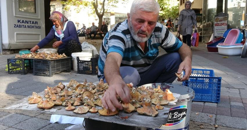 Toplaması pek zahmetli, belirli bölgelerde yetişiyor: 'Melki' ve 'Kanlıca' mantarları köylülere ek gelir oldu