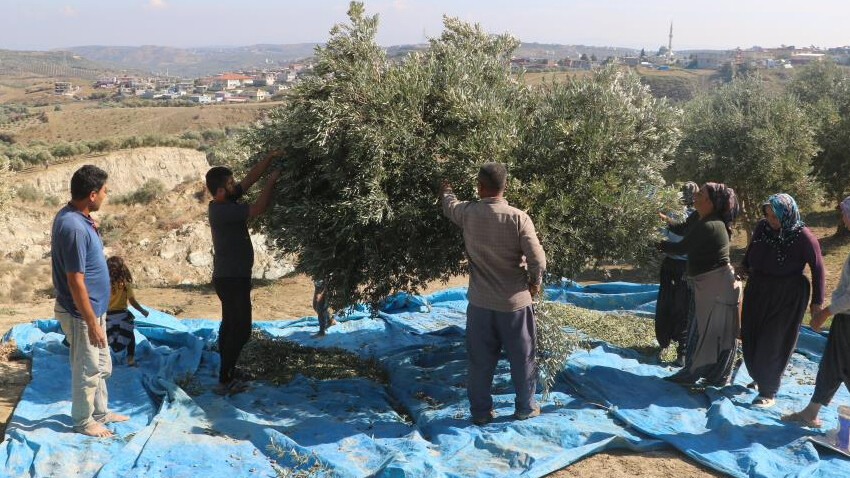 Fay hattı ortadan ikiye ayırdı! Tedirgin eden hasadı başladı: Eskiden güle oynaya çalışıyorduk bugün korkuyla topluyoruz Fay hattı ortadan ikiye ayırdı! Tedirgin eden hasadı başladı: Eskiden güle oynaya çalışıyorduk bugün korkuyla topluyoruz
