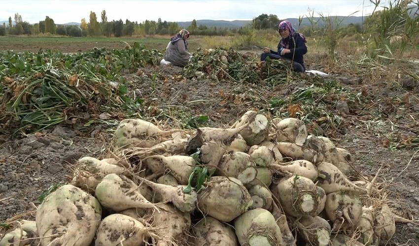 Pancar hasadında söküm mesaisi başladı! Yılda 350 bin ton rekolte...