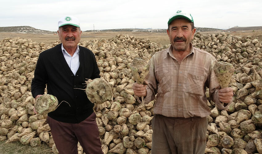 Pancar hasadında söküm mesaisi başladı! Yılda 350 bin ton rekolte...