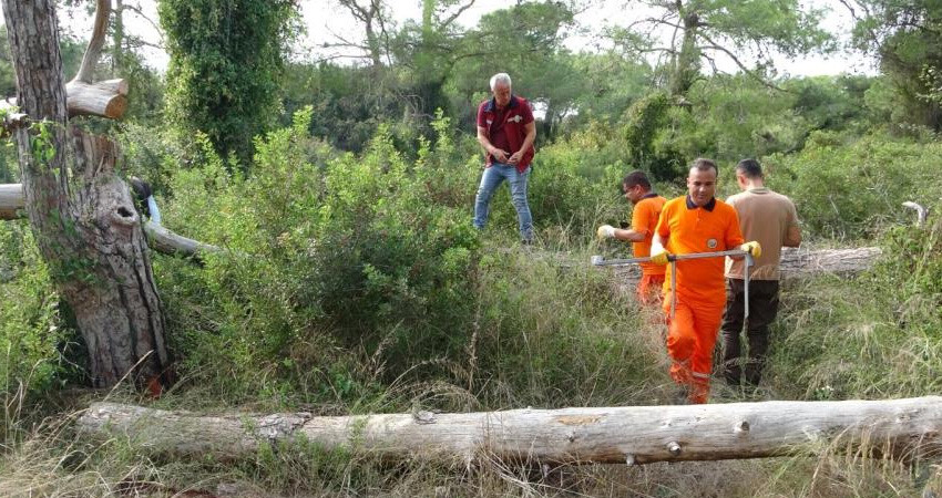 Akdeniz'de 600 ağacı kuruttu! Manavgat'ı 'böcek kabusu'  sardı, sayısı giderek artıyor