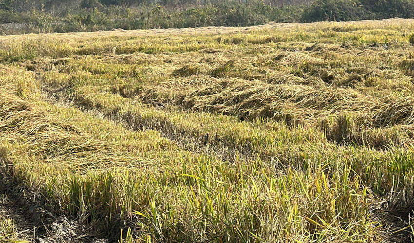 Siyah pirinçte zorlu mesai başladı, bu sene hedef 250 ton... Siyah pirinçte zorlu mesai başladı, bu sene hedef 250 ton...