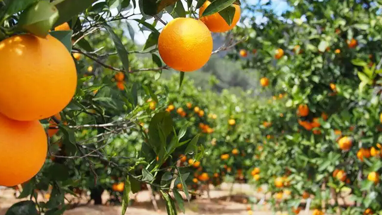 Plansız üretim yine sofrayı vuracak! Narenciye dalda kaldı